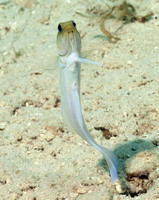 Yellowhead Jawfish 