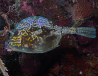 Cowfish Scrawled DSC_0096.jpg