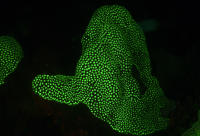 Fluro Coral ER1_6267.jpg