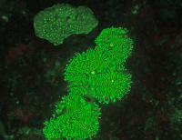 Fluro Coral ER1_6270.jpg