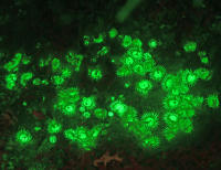 Fluro Coral ER1_6279.jpg