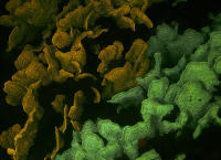 Fluro Lettice Coral 001ER1_6266.jpg