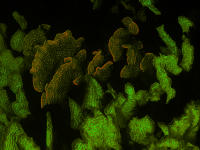 Fluro Lettice Coral Coral ER1_6265.jpg