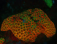 Fluro Star Coral ER1_6272.jpg