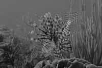 Lionfish 001'ER1_6235.jpg