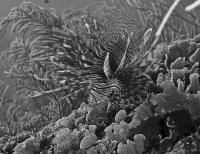 Lionfish B&W ER1_6237.jpg