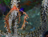 Neck Crab 004 ER1_6055.jpg