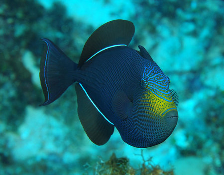 Reef Fish | ED ROWTON PHOTOGRAPHY · SCUBA EDUCATION · DIVE TRAVEL